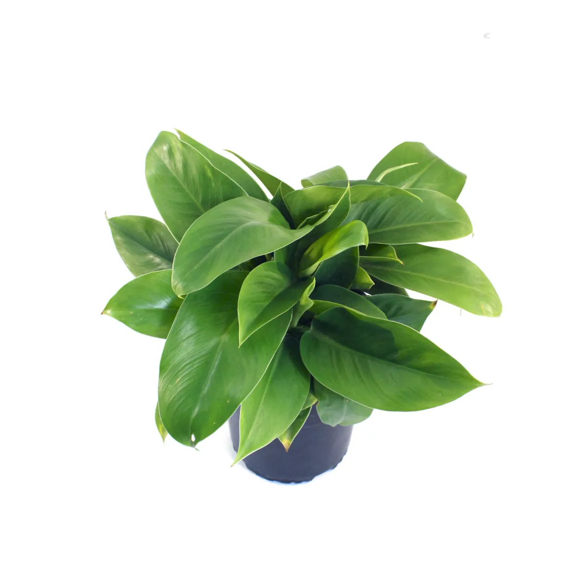 Philodendron - Imperial Green