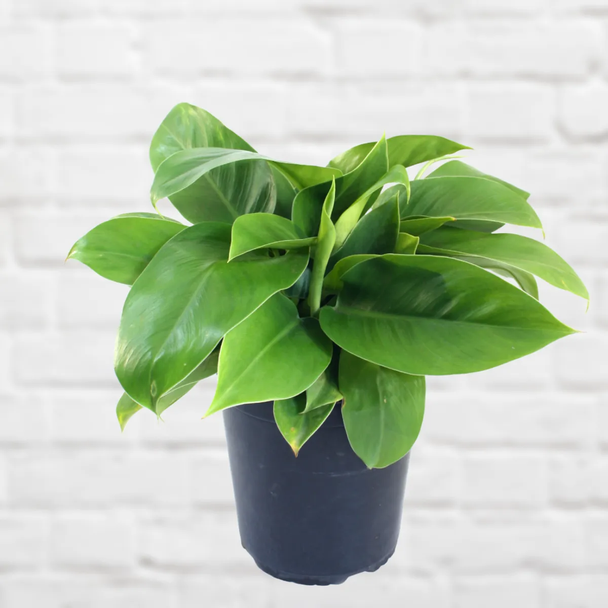 Philodendron - Imperial Green