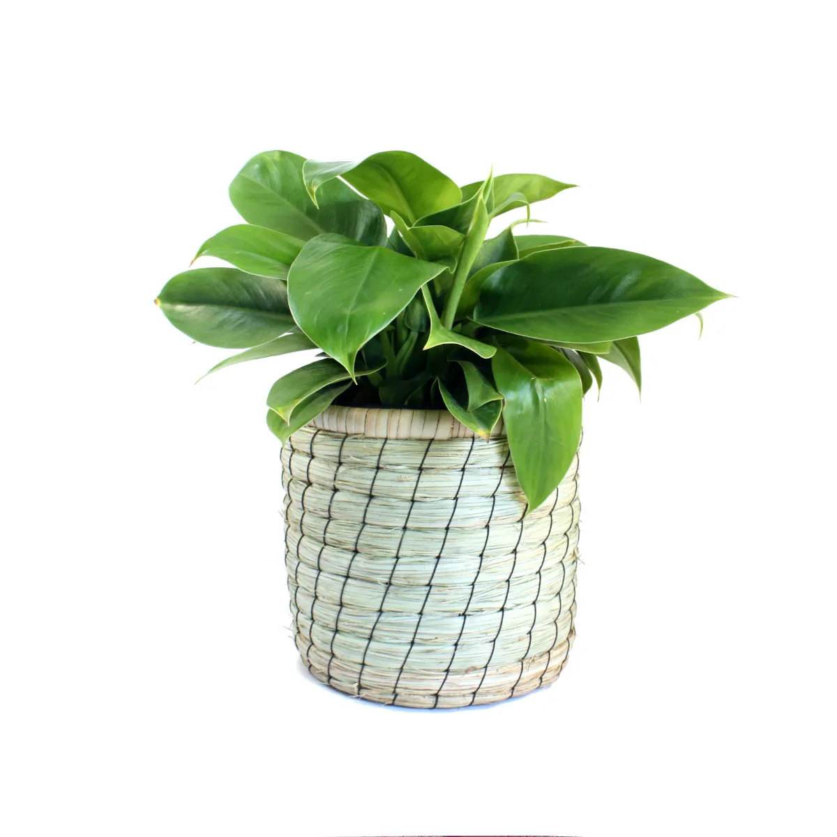 Philodendron - Imperial Green
